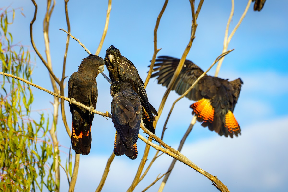 Red-tailed Black-Cockatoo - ML620902226