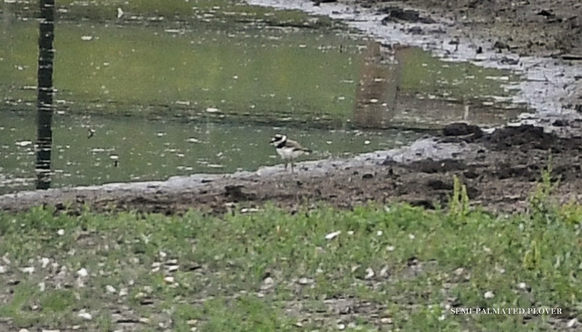 Semipalmated Plover - ML620902246