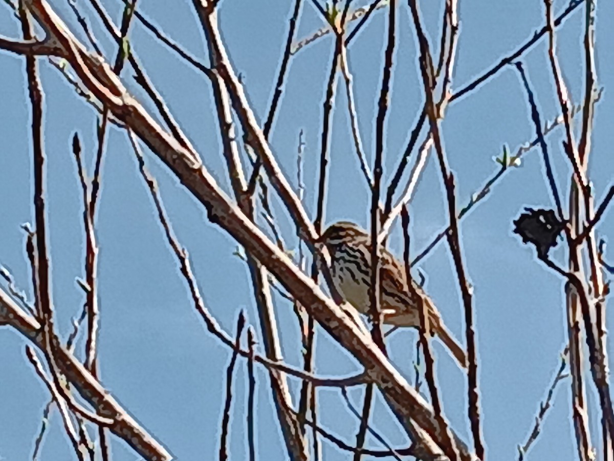 Savannah Sparrow - ML620902251