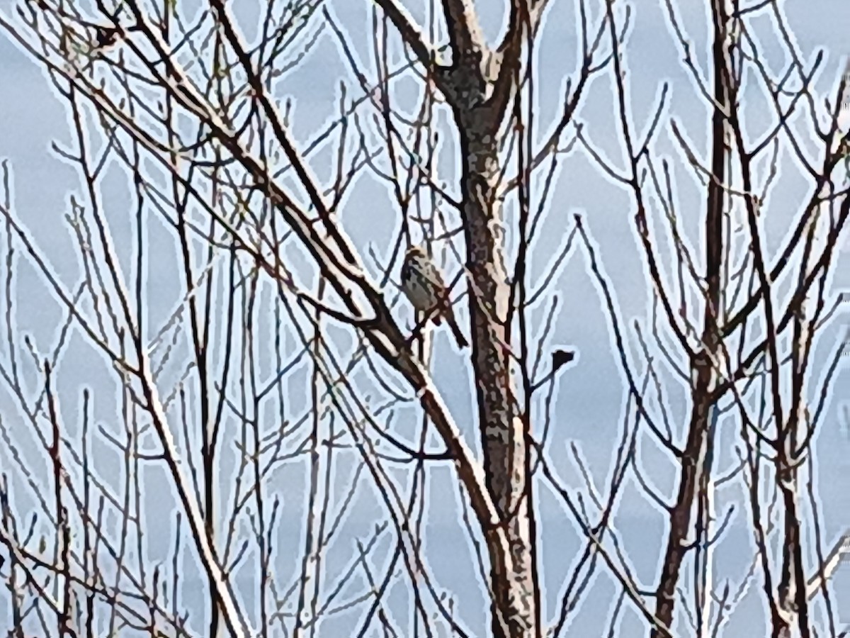 Savannah Sparrow - ML620902253