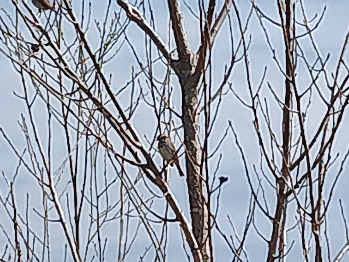 Savannah Sparrow - ML620902254