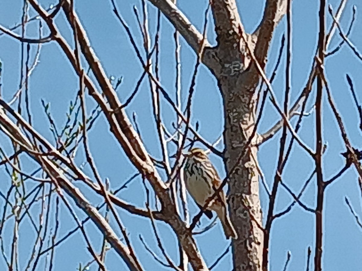 Savannah Sparrow - ML620902255