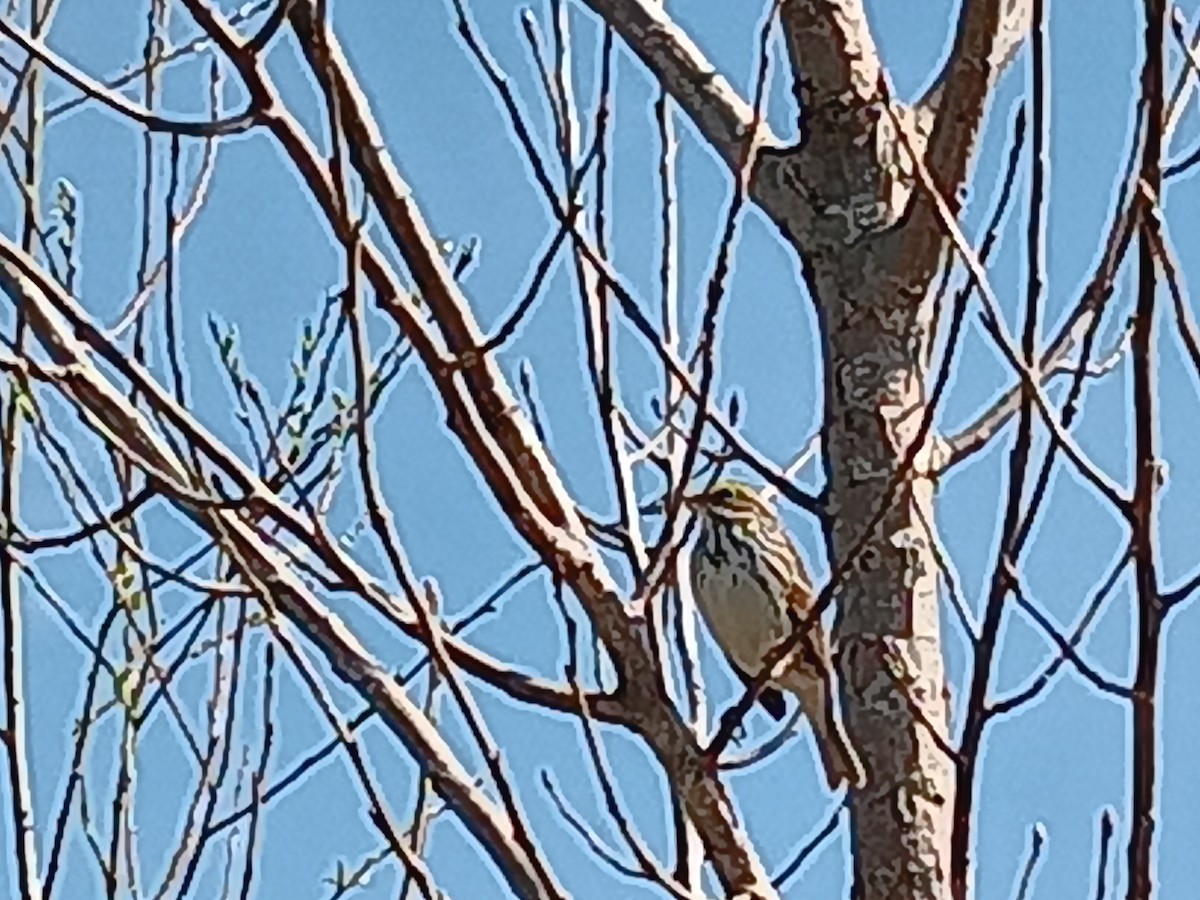 Savannah Sparrow - ML620902256