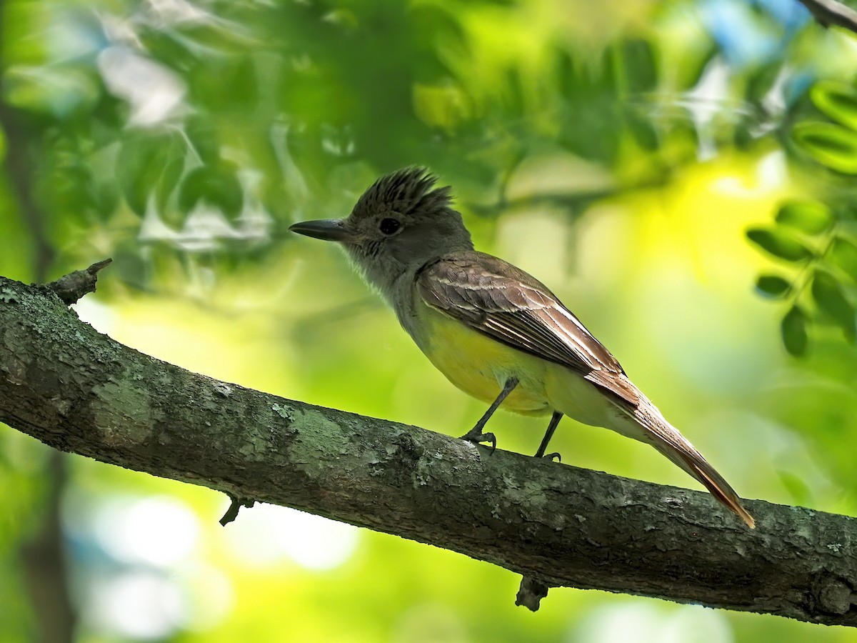 Great Crested Flycatcher - ML620902296