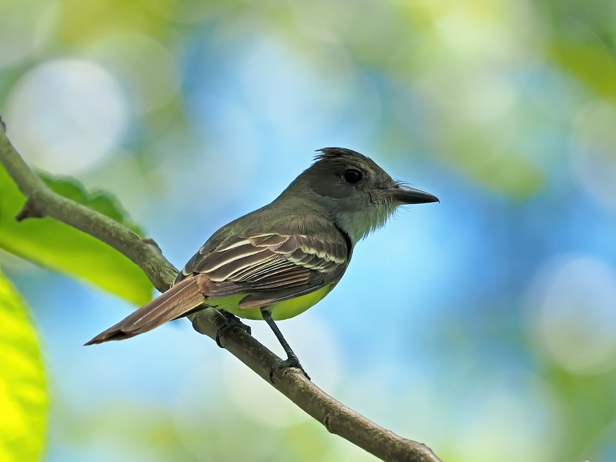 Great Crested Flycatcher - ML620902298