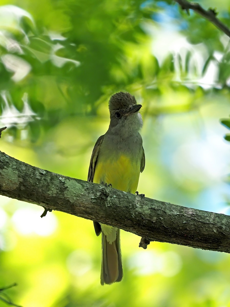 Great Crested Flycatcher - ML620902304