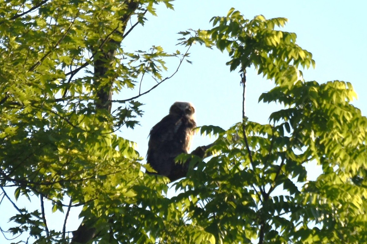 Great Horned Owl - ML620902314