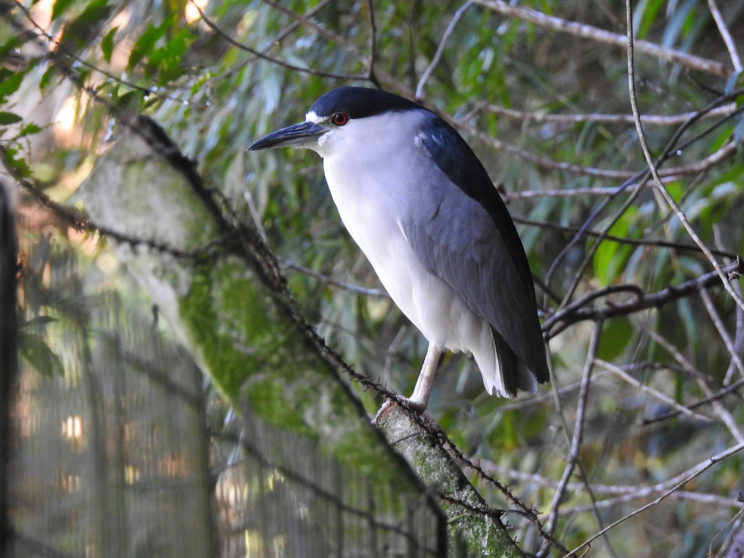 Black-crowned Night Heron - ML620902315