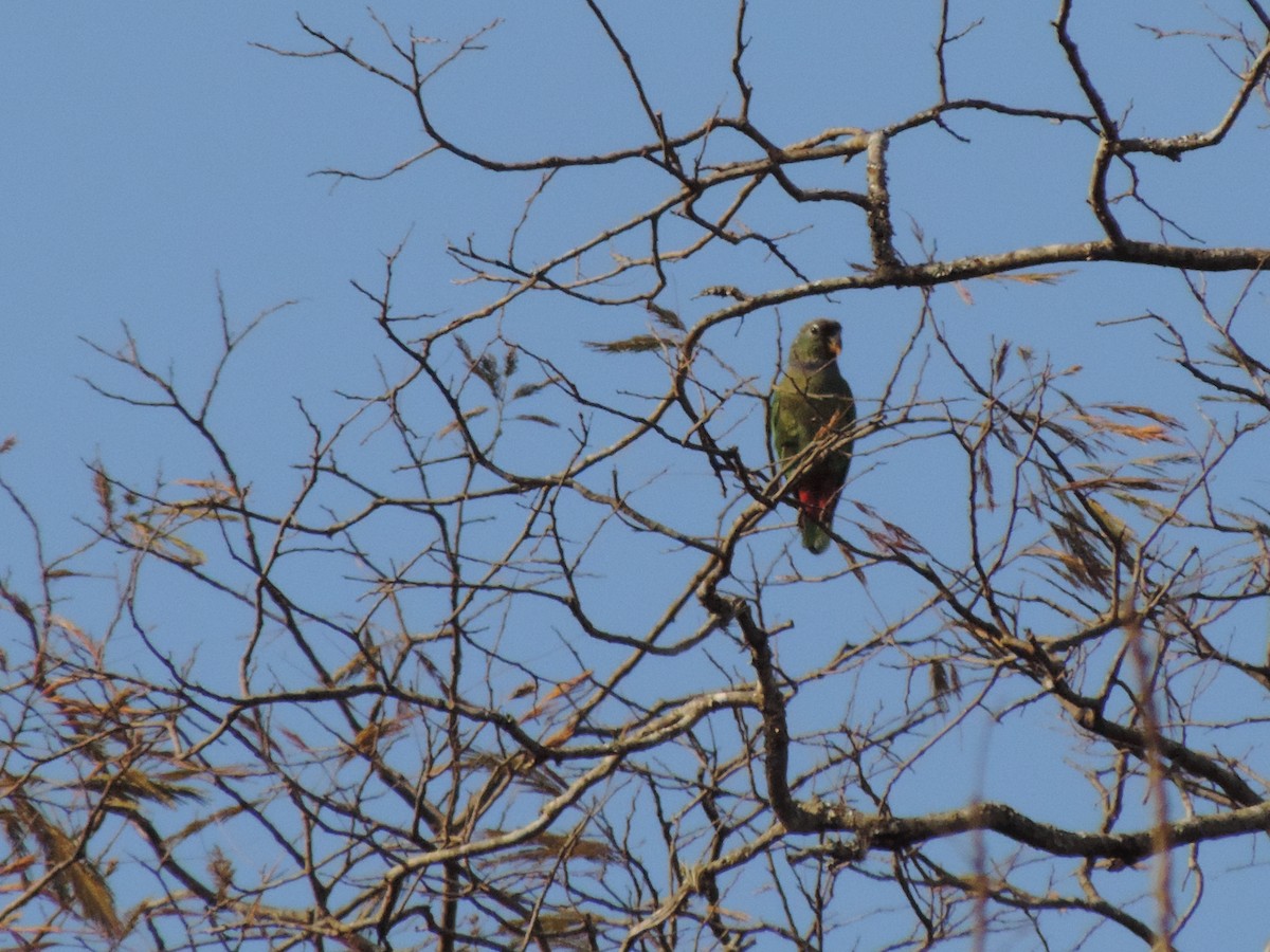 アケボノインコモドキ - ML620902321