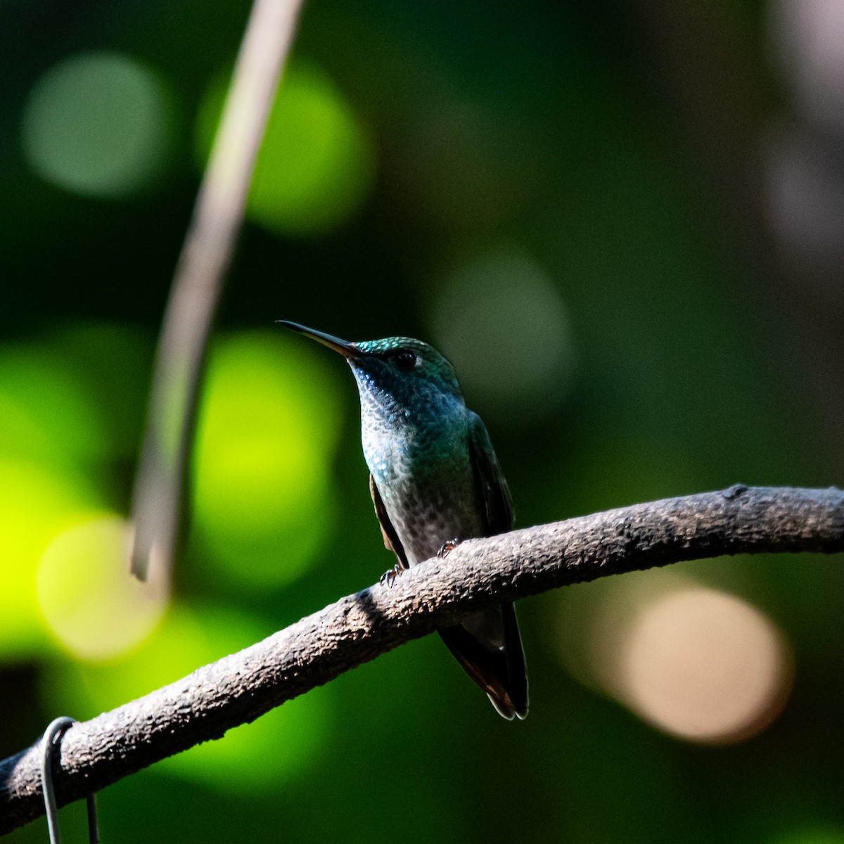 kolibřík pestrý - ML620902324