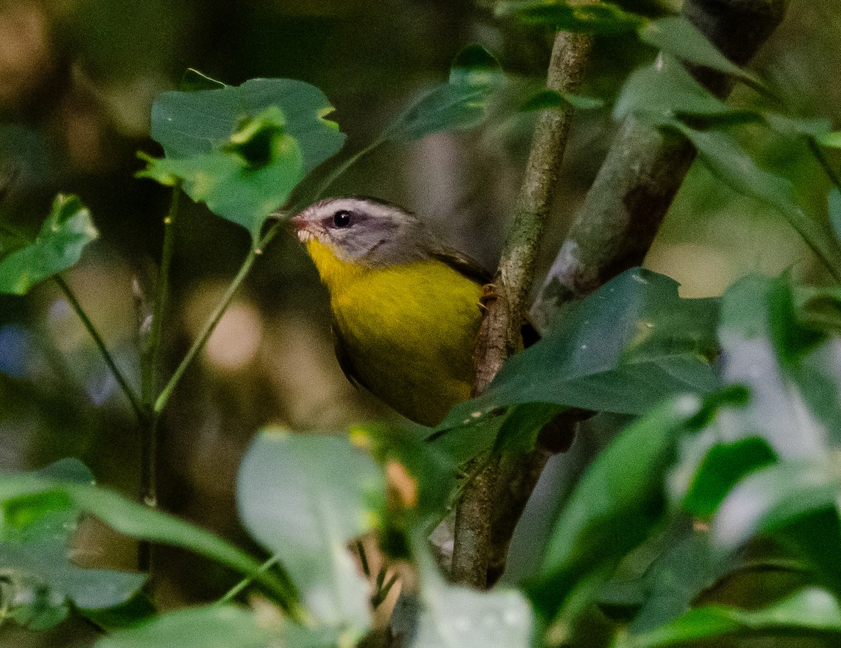 Golden-crowned Warbler - Sebastian Brina