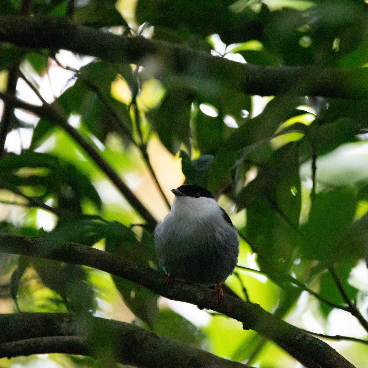 White-bearded Manakin - Abril Galvan