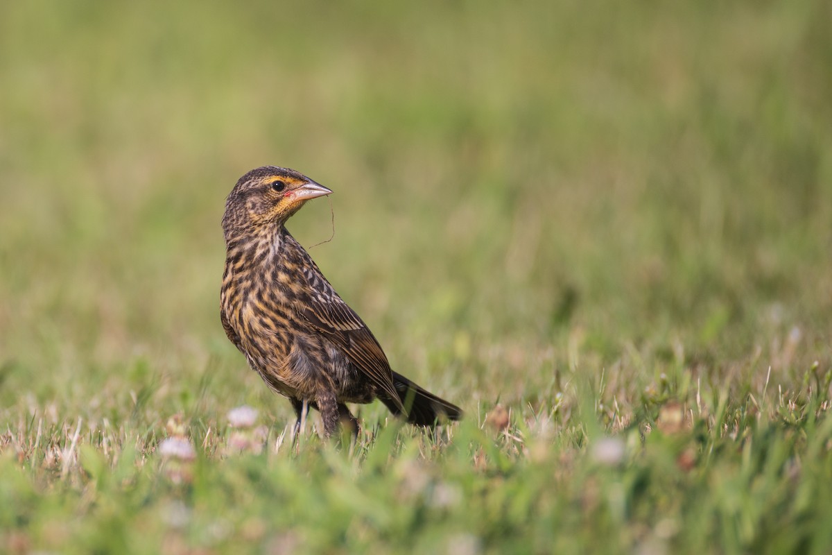 Red-winged Blackbird - ML620902375