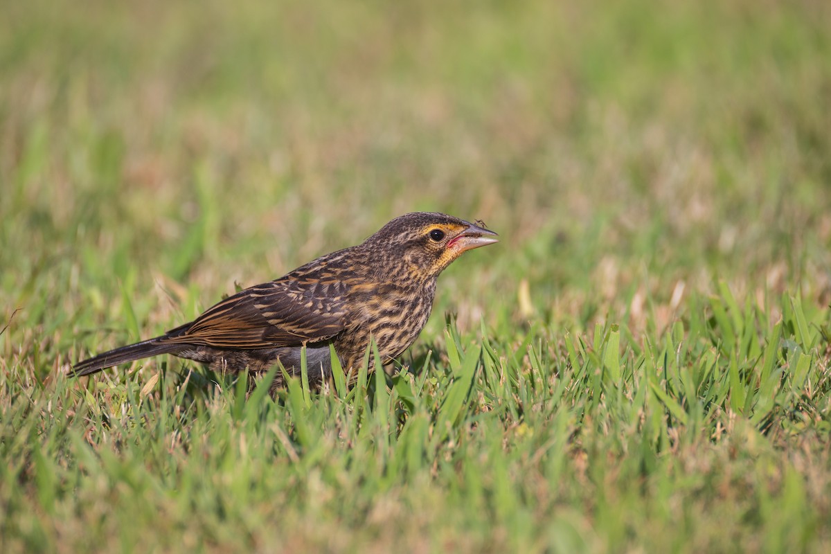 Red-winged Blackbird - ML620902376