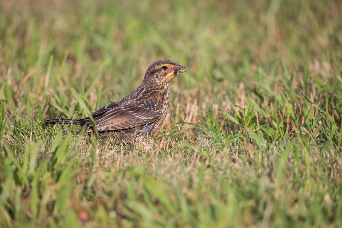 Red-winged Blackbird - ML620902377