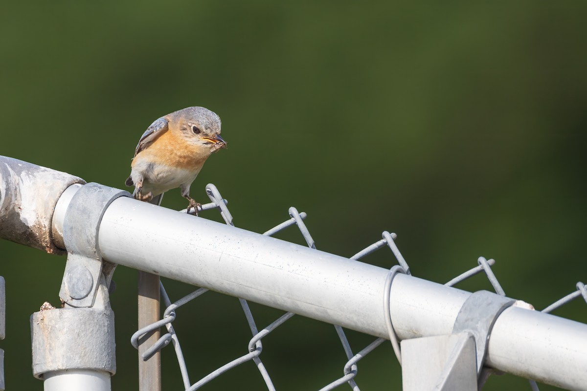 Eastern Bluebird - ML620902381