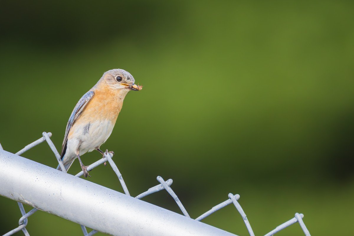 Eastern Bluebird - ML620902382