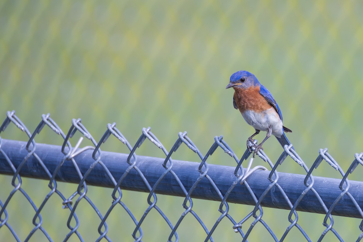 Eastern Bluebird - ML620902384