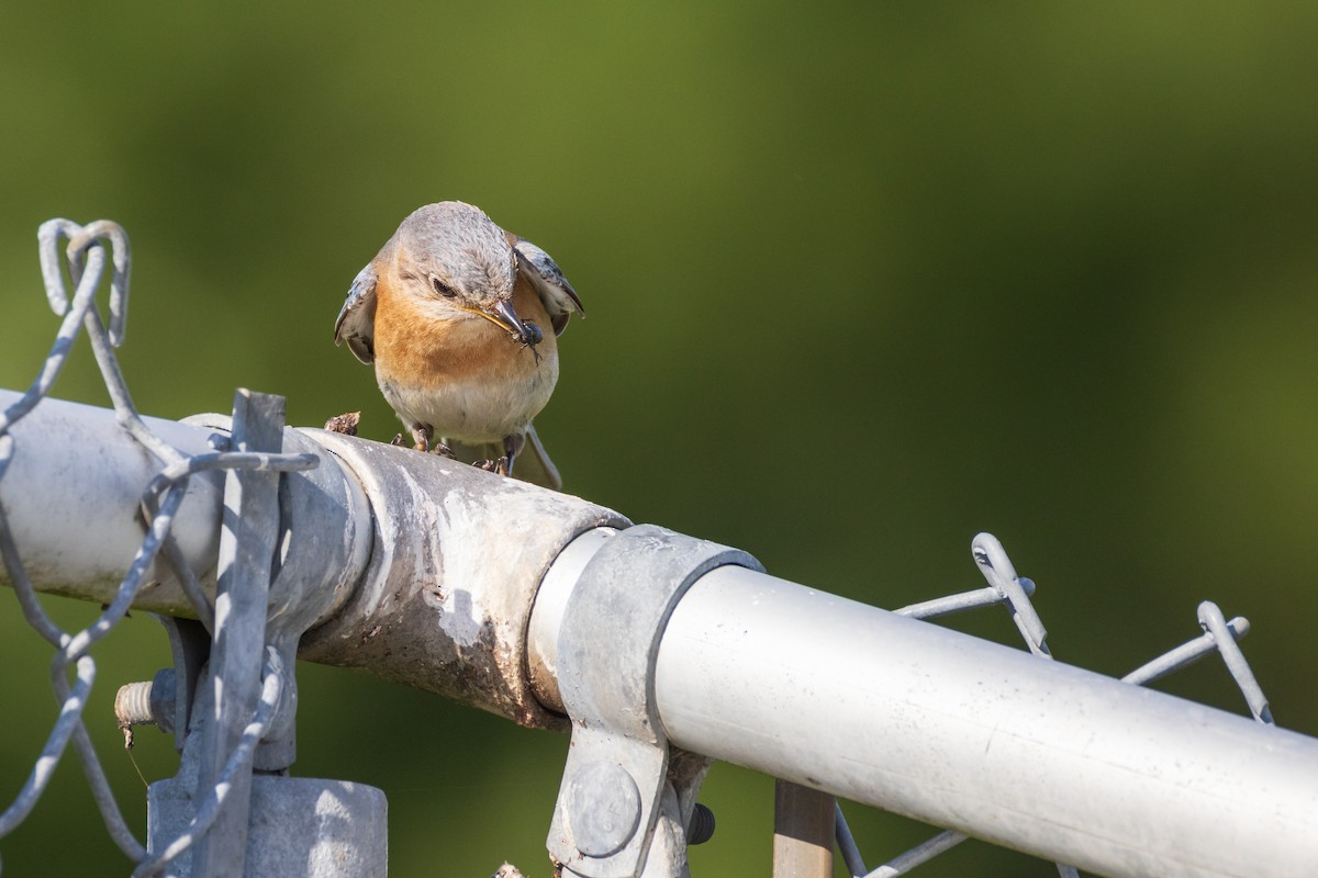 Eastern Bluebird - ML620902385