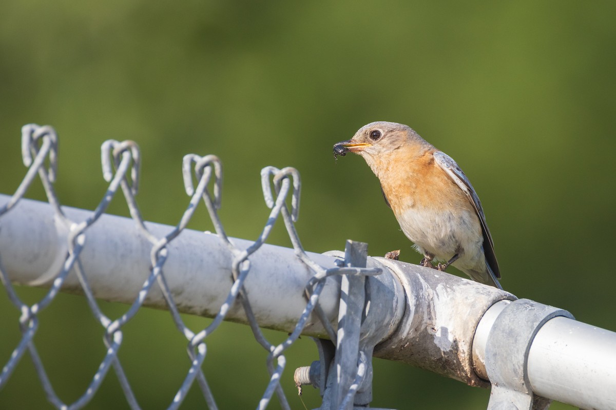 Eastern Bluebird - ML620902386