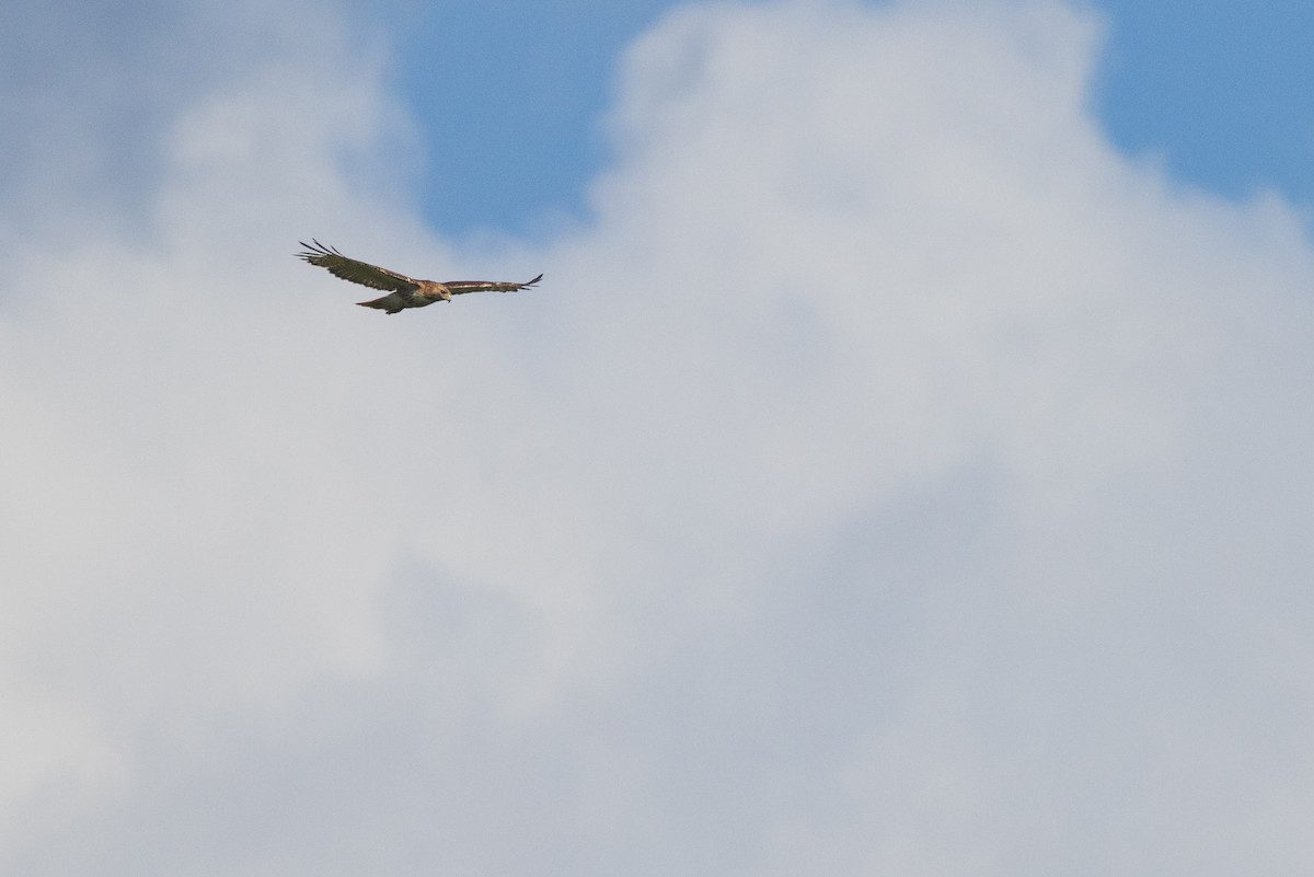 Red-tailed Hawk - ML620902388