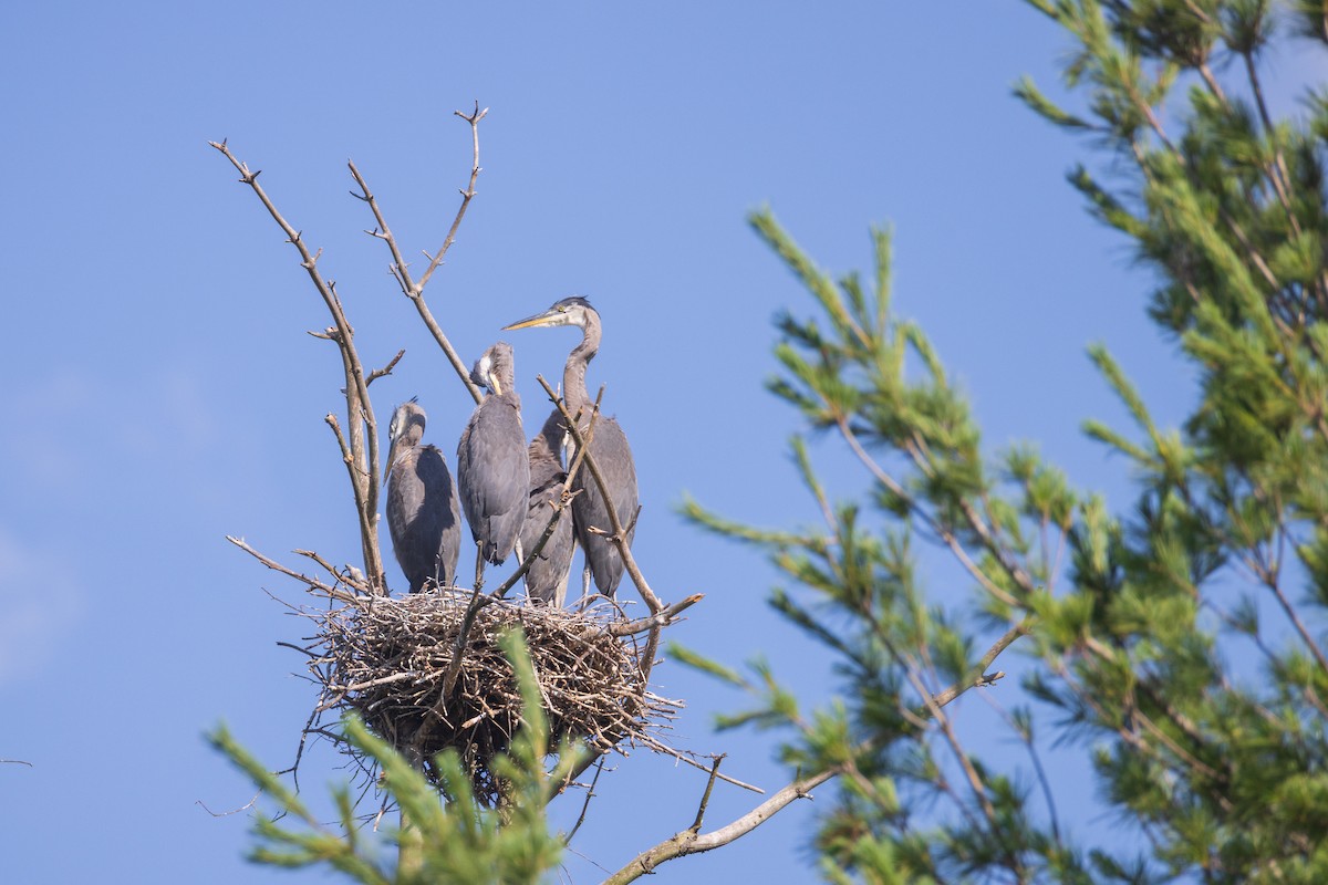 Great Blue Heron - ML620902394