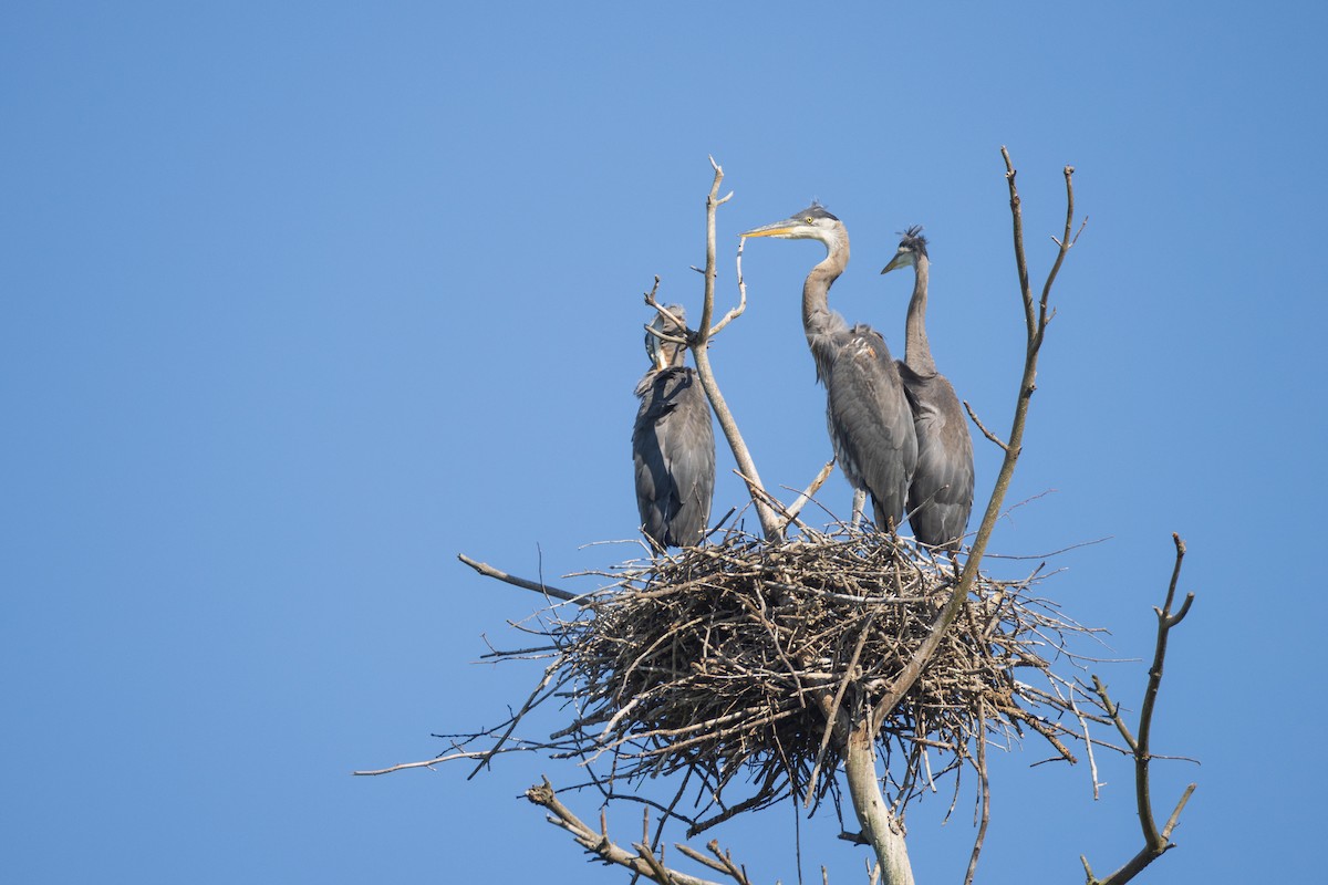 Great Blue Heron - ML620902395