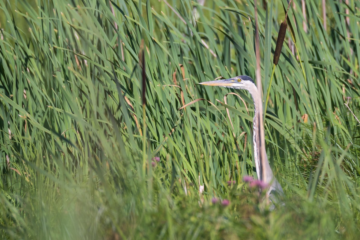 Great Blue Heron - ML620902400