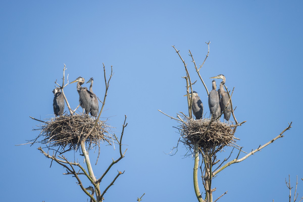 Great Blue Heron - ML620902401