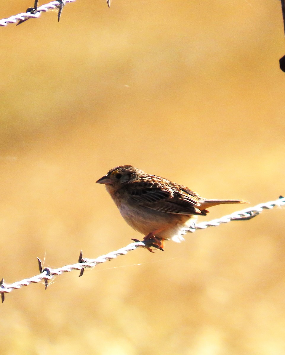 Grasshopper Sparrow - ML620902424