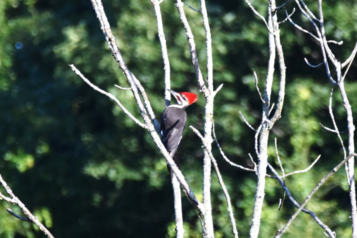 Pileated Woodpecker - ML620902456