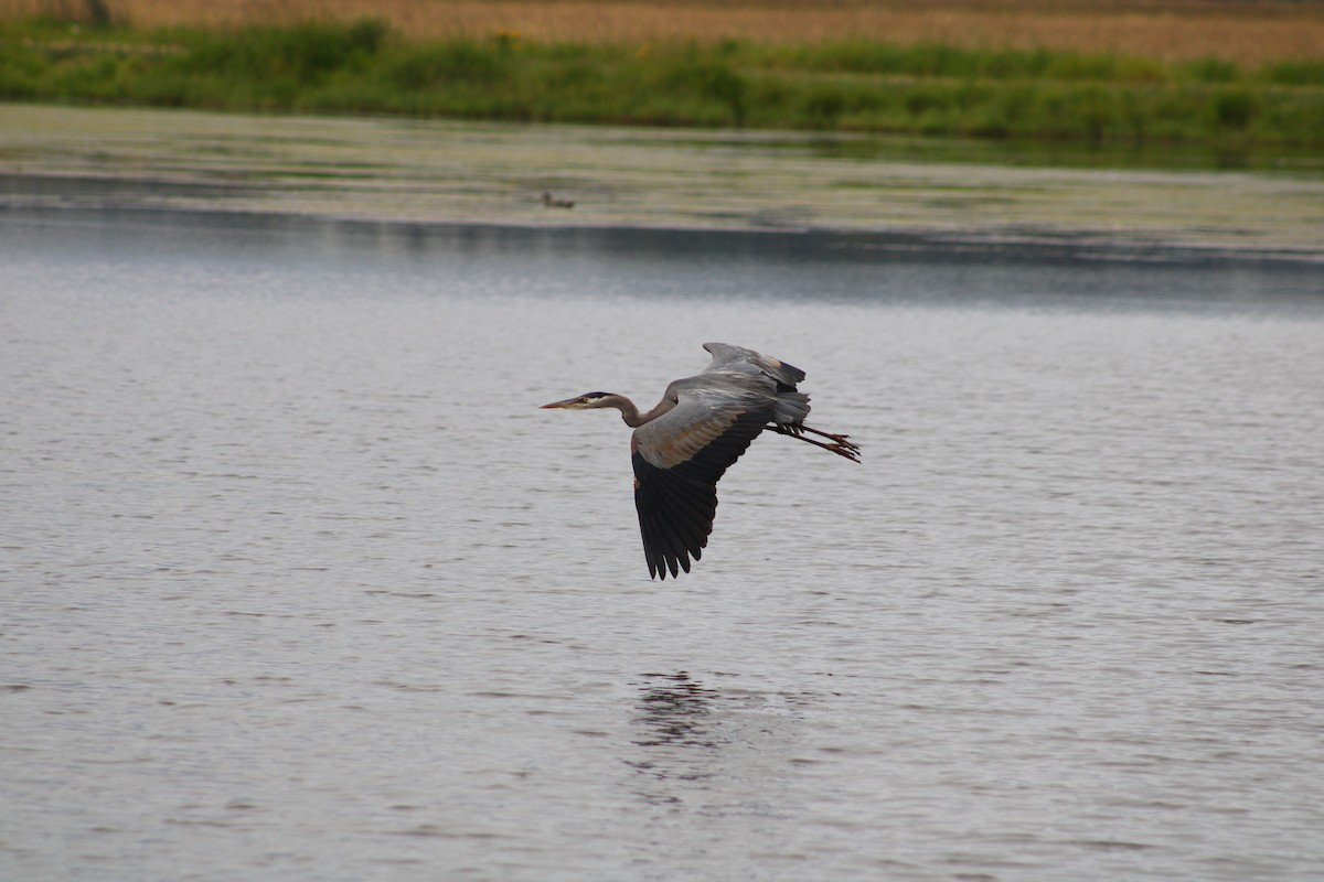 Great Blue Heron (Great Blue) - ML620902469