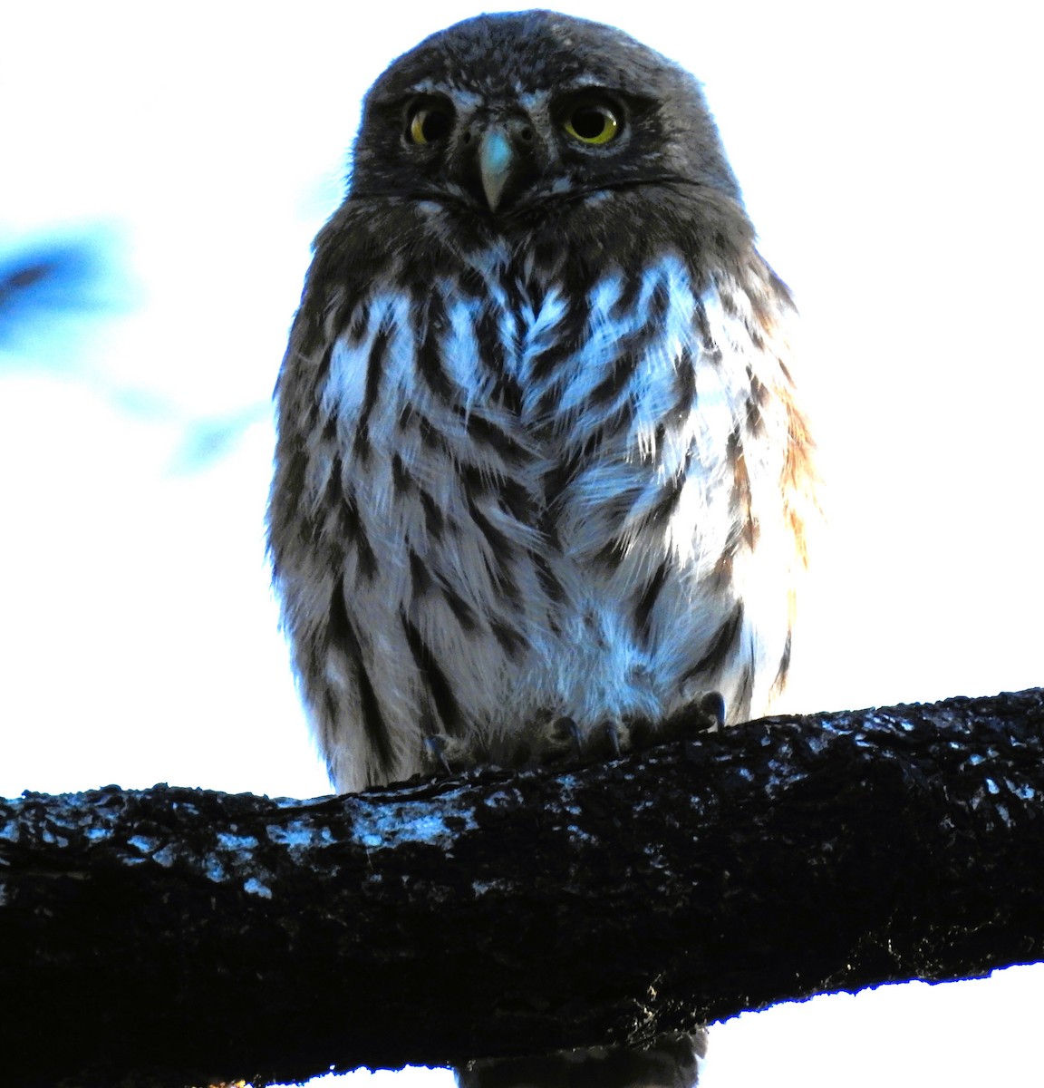Northern Pygmy-Owl - celia hulett