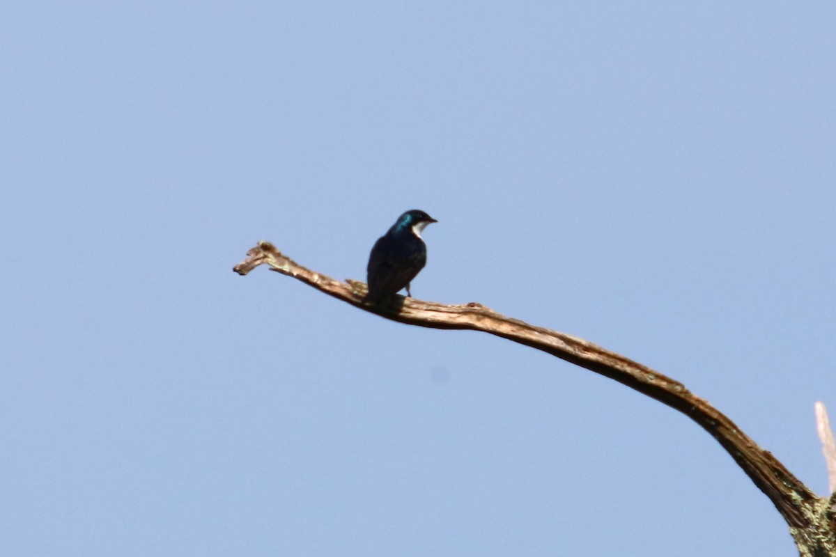 Tree Swallow - Joli Reising