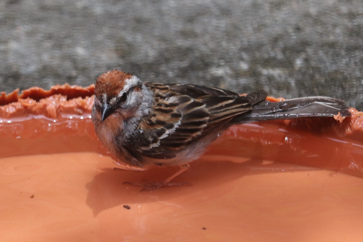 Chipping Sparrow - ML620902497