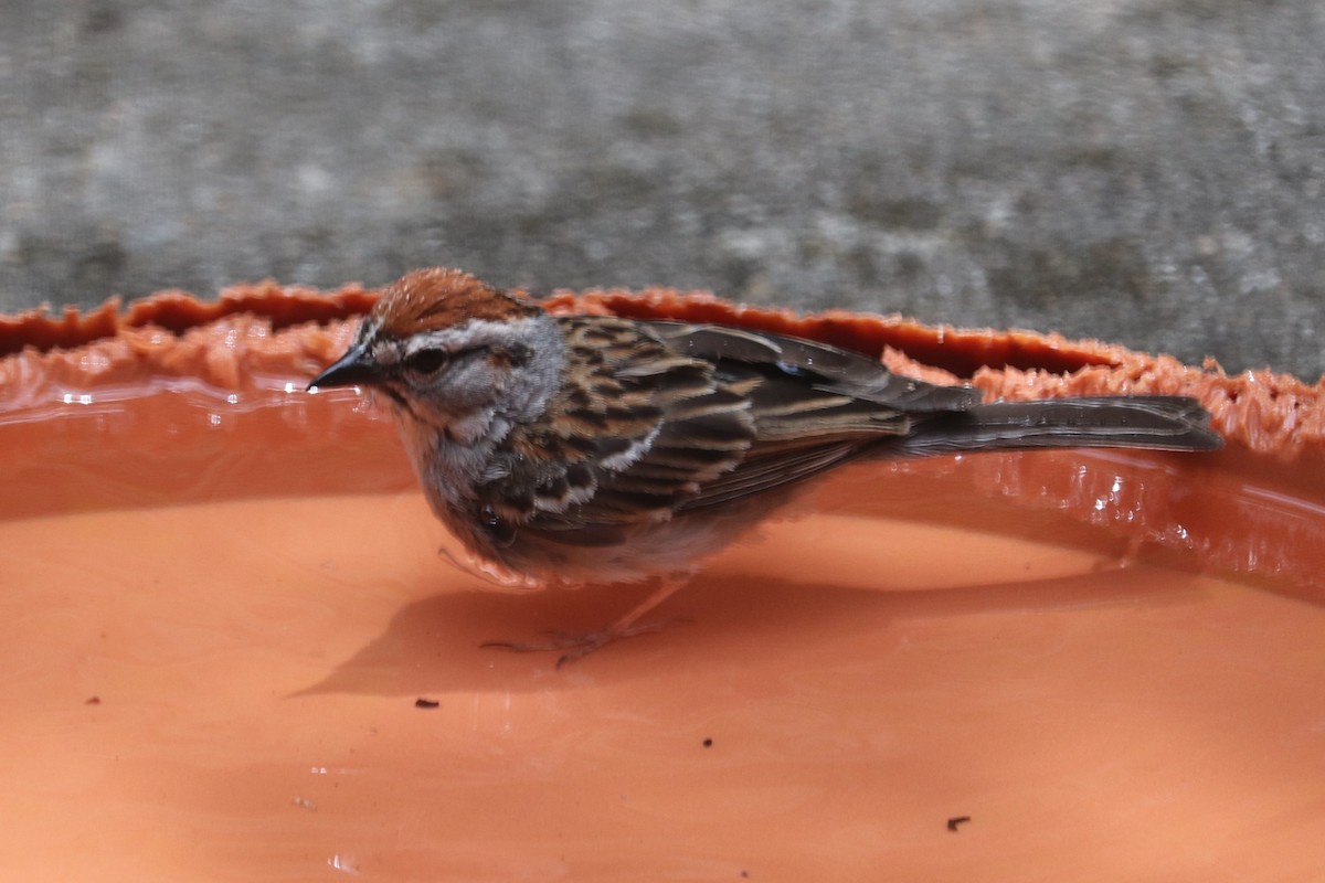Chipping Sparrow - ML620902498