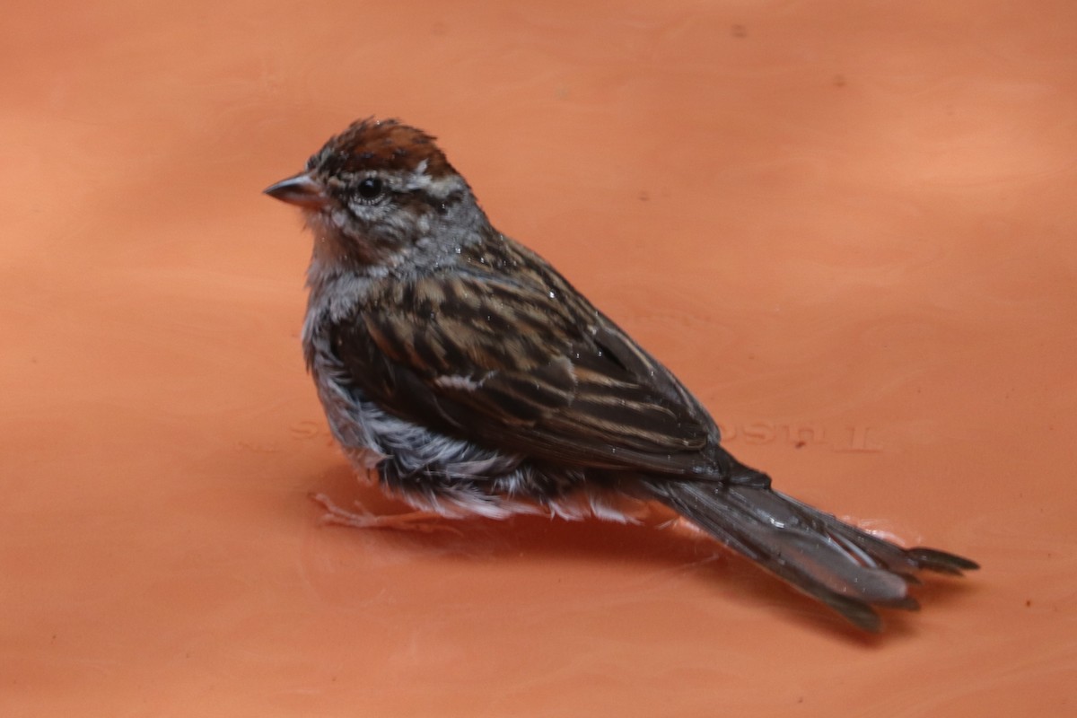 Chipping Sparrow - ML620902499