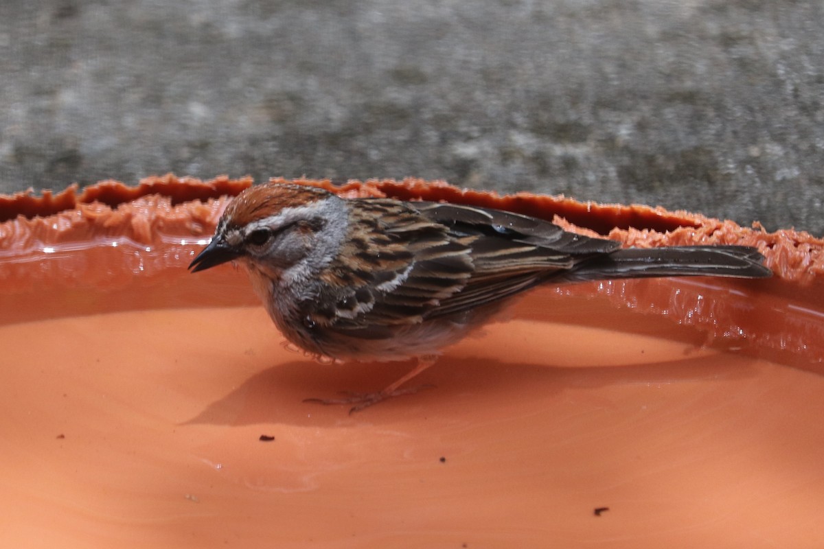 Chipping Sparrow - ML620902500