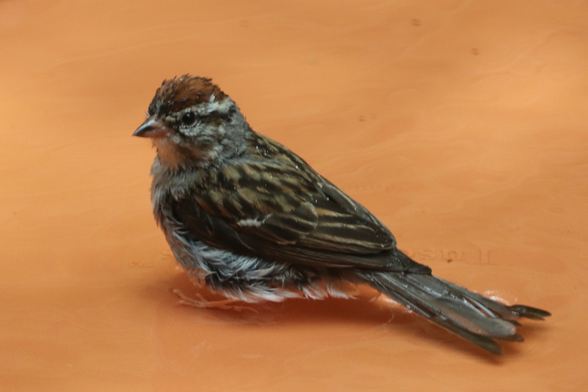 Chipping Sparrow - ML620902501
