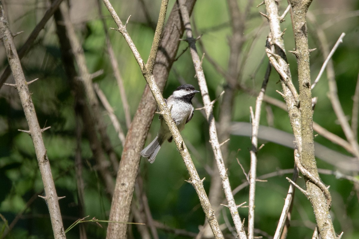 Carolina Chickadee - ML620902506