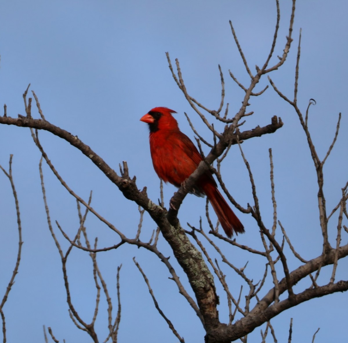 Cardinal rouge - ML620902507