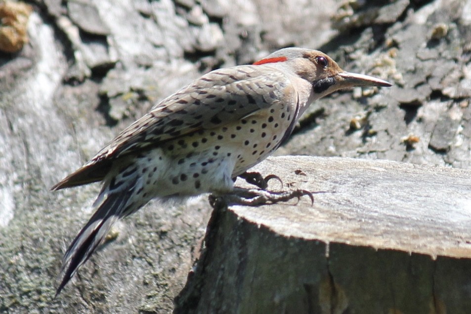 Northern Flicker (Yellow-shafted) - ML620902520