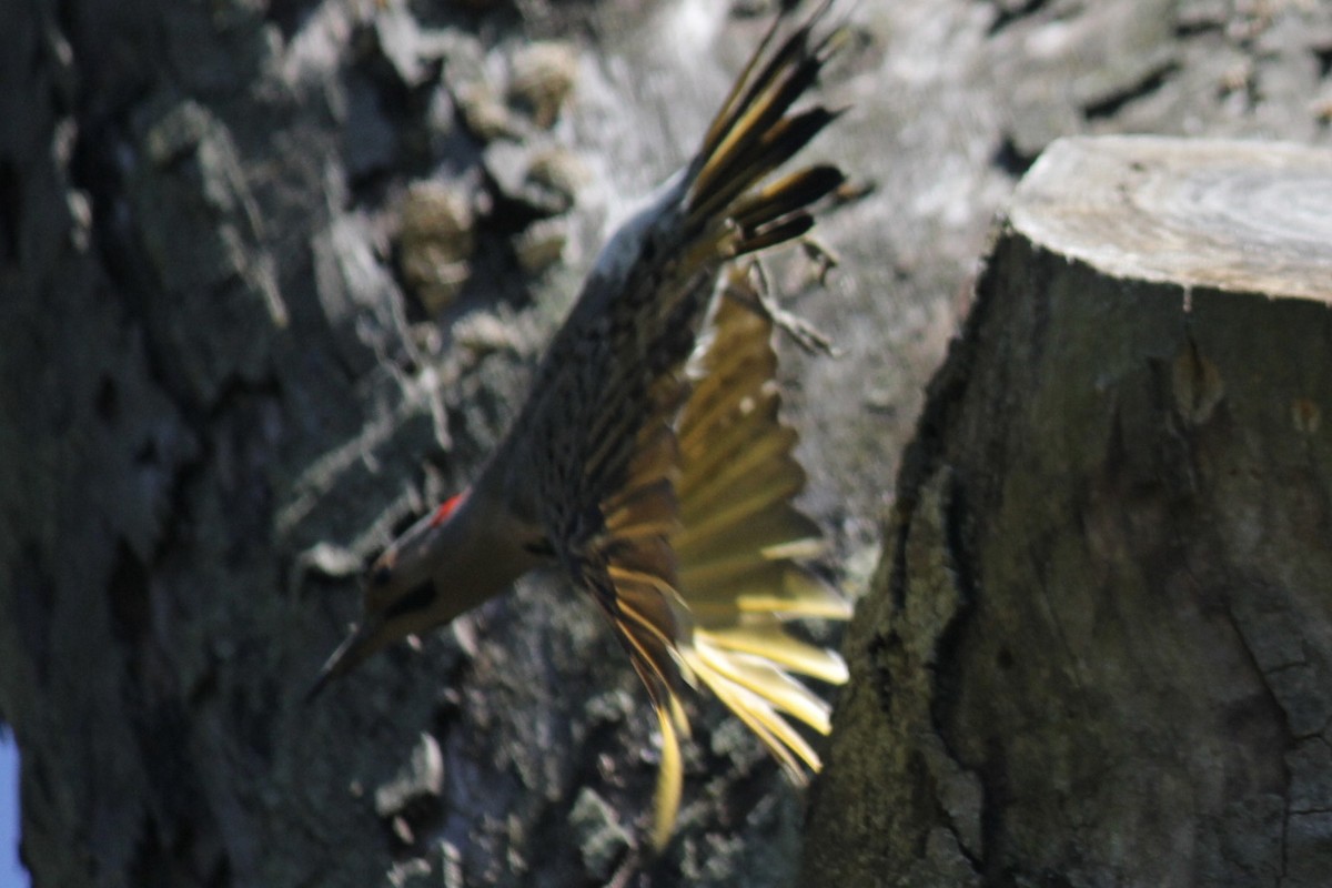 Northern Flicker (Yellow-shafted) - ML620902521