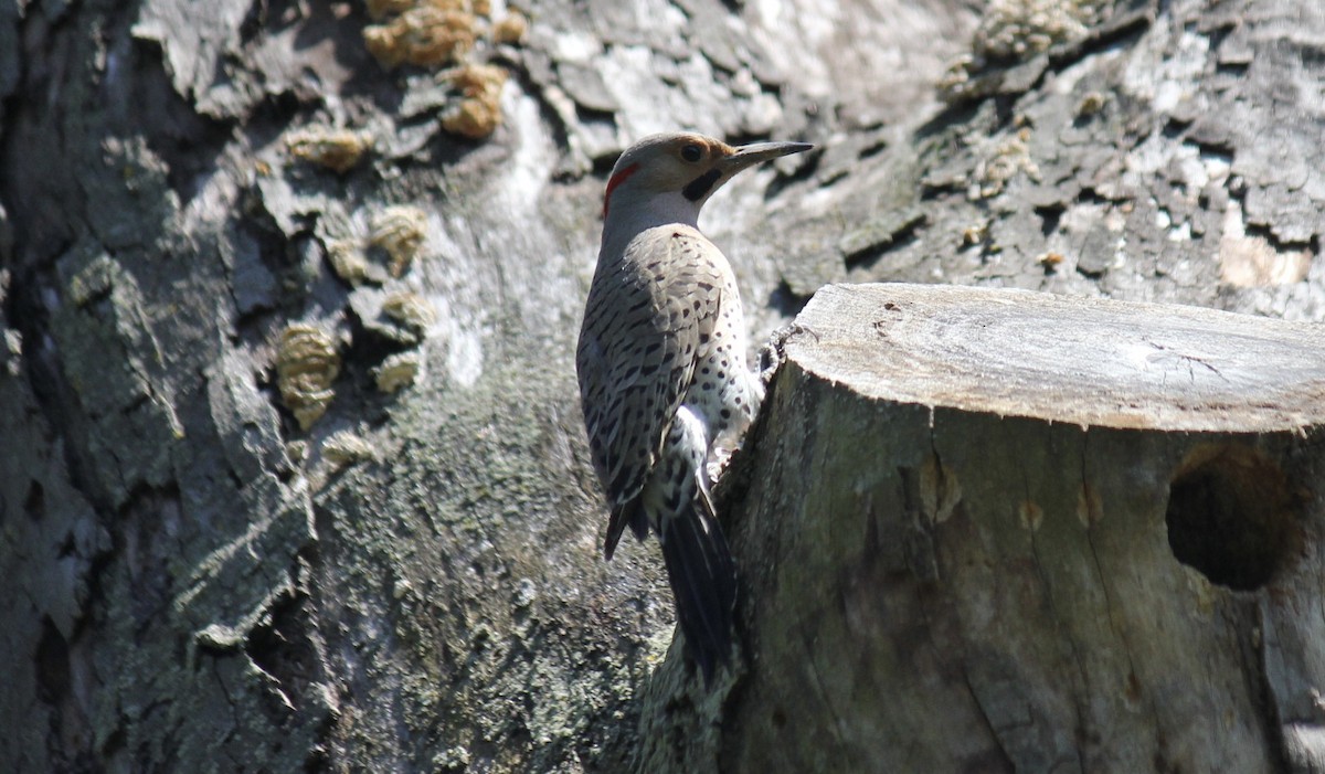 Northern Flicker (Yellow-shafted) - ML620902522