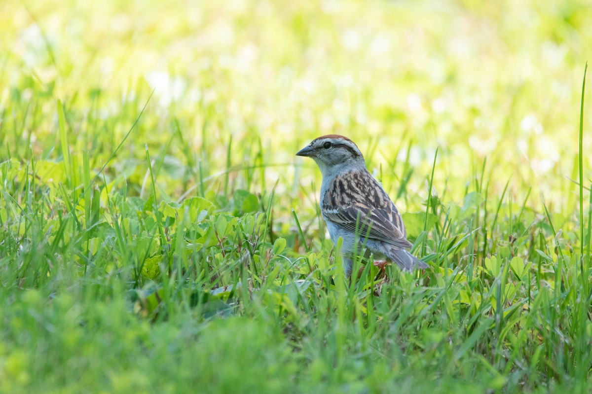 Chipping Sparrow - ML620902530