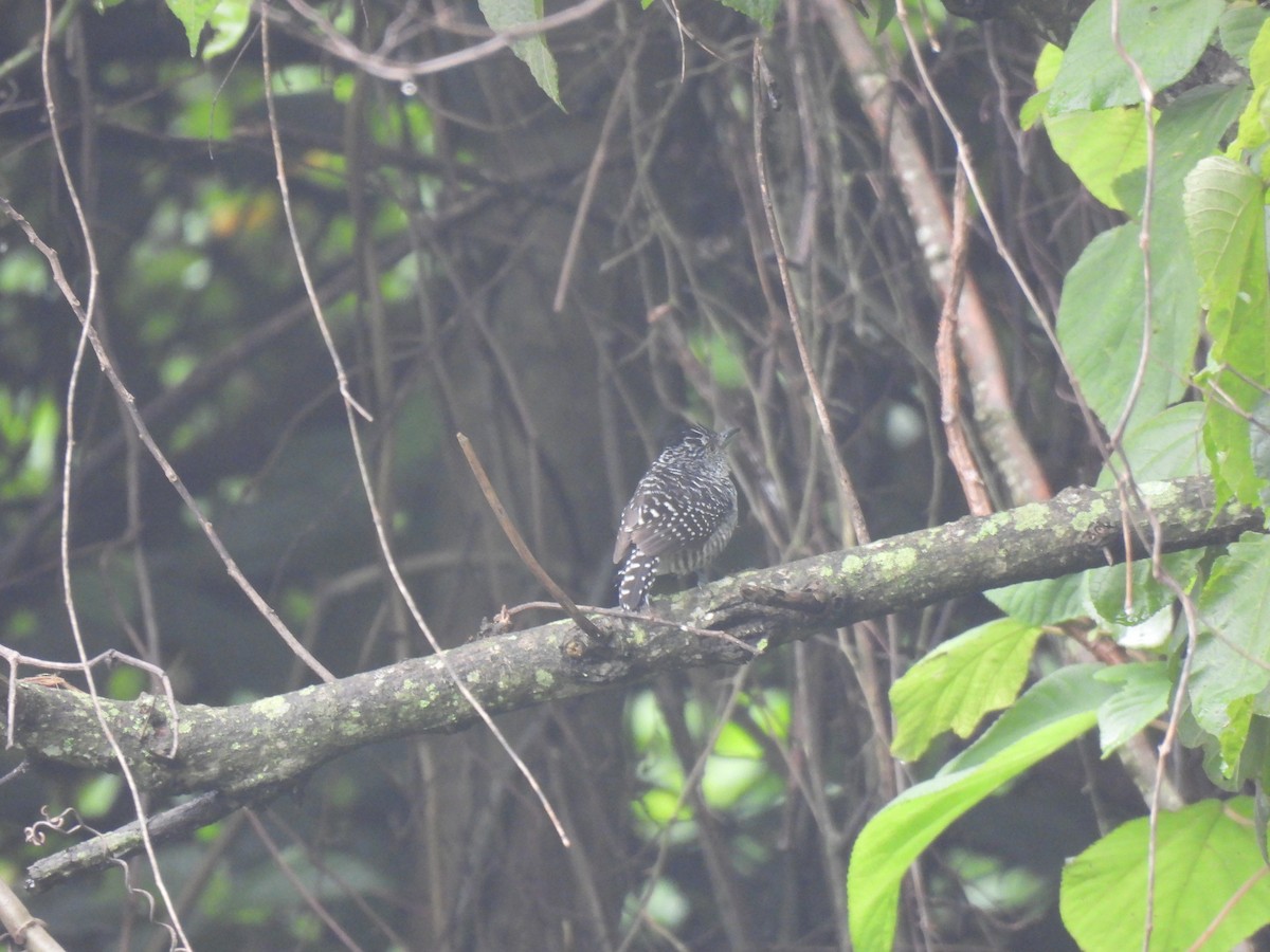 Barred Antshrike - ML620902549