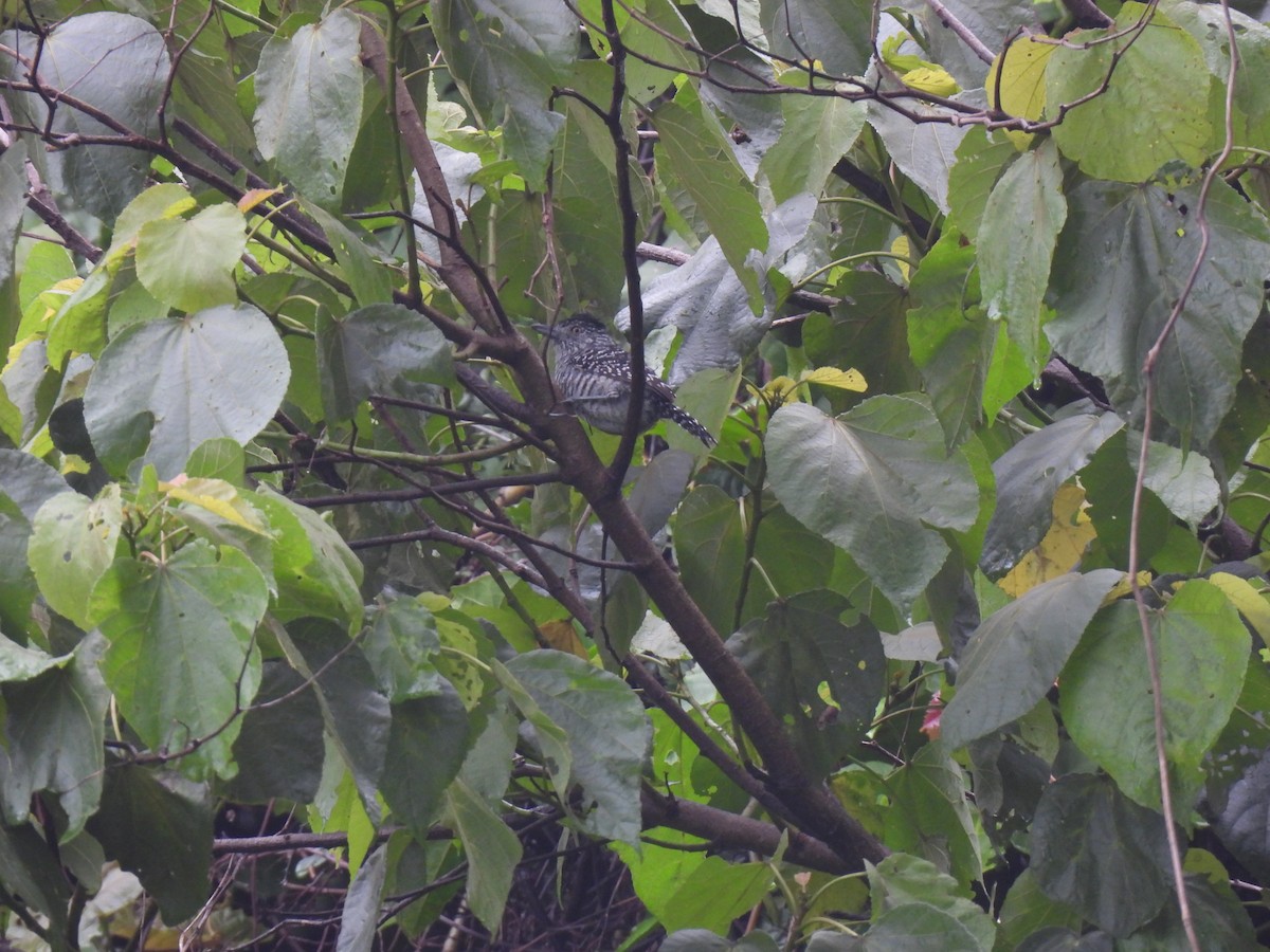 Barred Antshrike - ML620902550