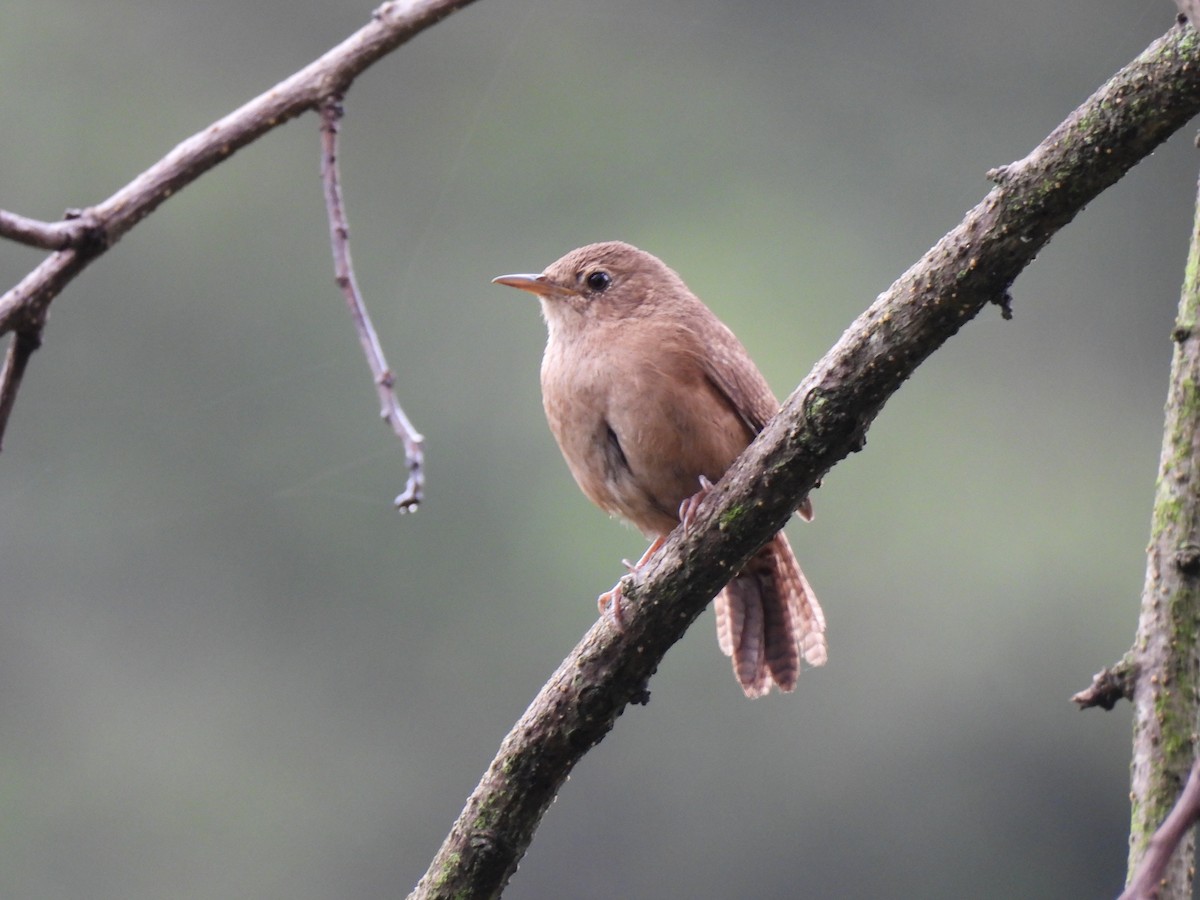 House Wren - ML620902574