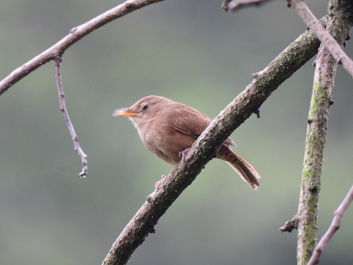 House Wren - ML620902576