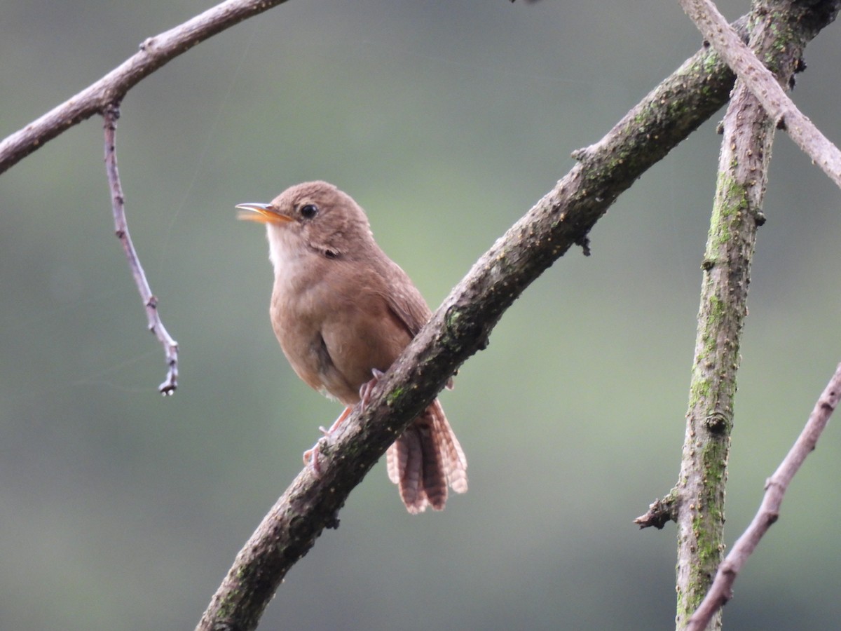 House Wren - ML620902577